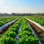 vollegrond-beurs-tuinbouw-venray-easyfairs